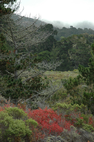 Point Lobos 039.jpg